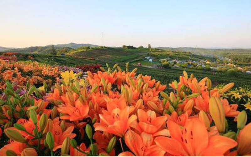 熱力開走！第七屆百合文化旅游節(jié)“百合之路”徒步大會(huì)舉行